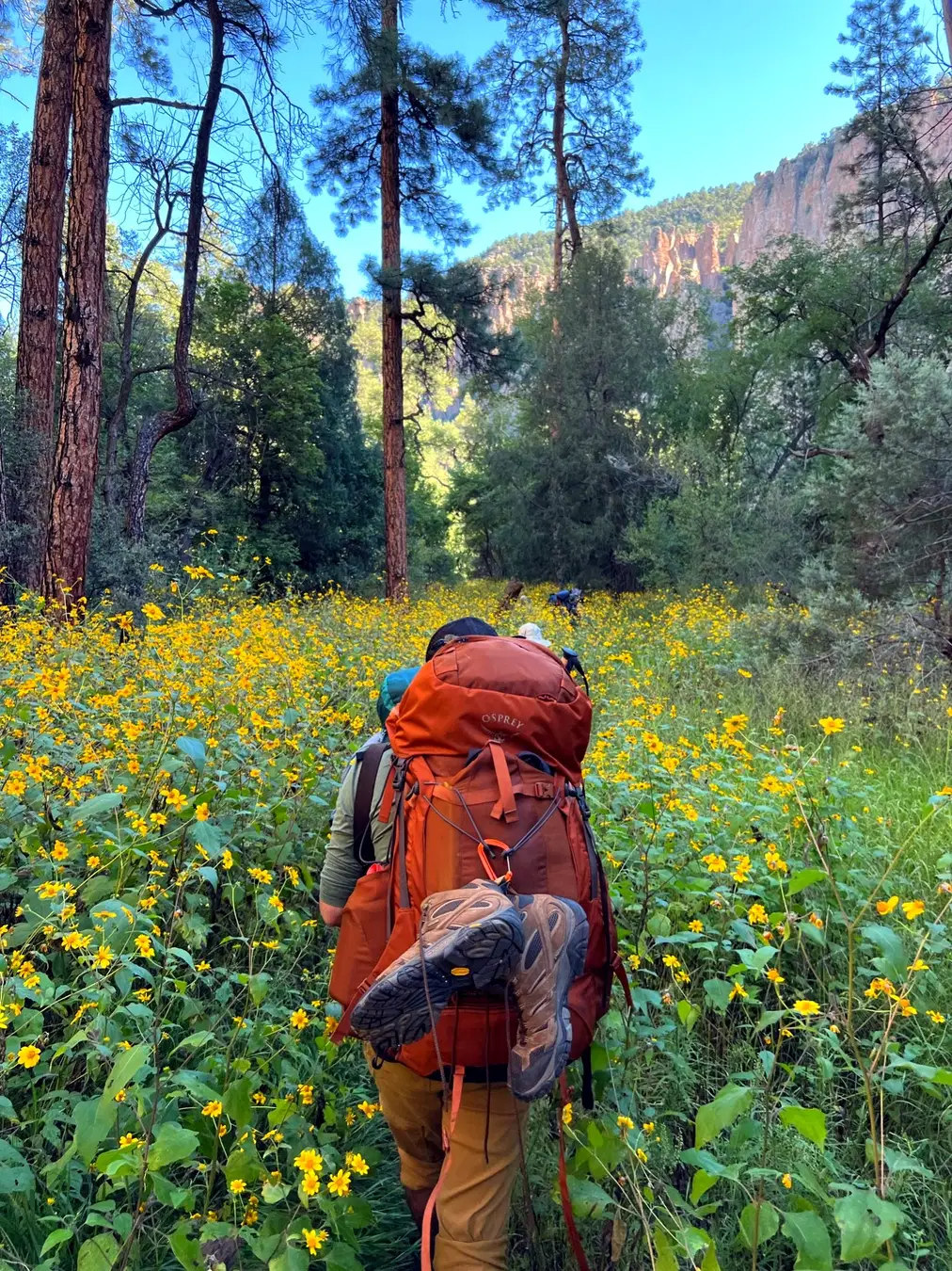 Dr. Spencer Hiebert backpacking through yellow wildflowers in a pine forest